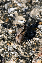 Fiddler Crab　6-26-25