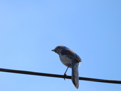 Florida Scrub Jay No2 3-28-23