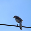 Florida Scrub Jay No2 3-28-23