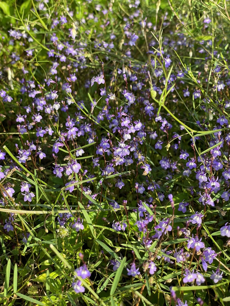 The Patch of Bay Lobelia 3-1-25
