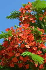 Royal Poinciana V 6-22-23