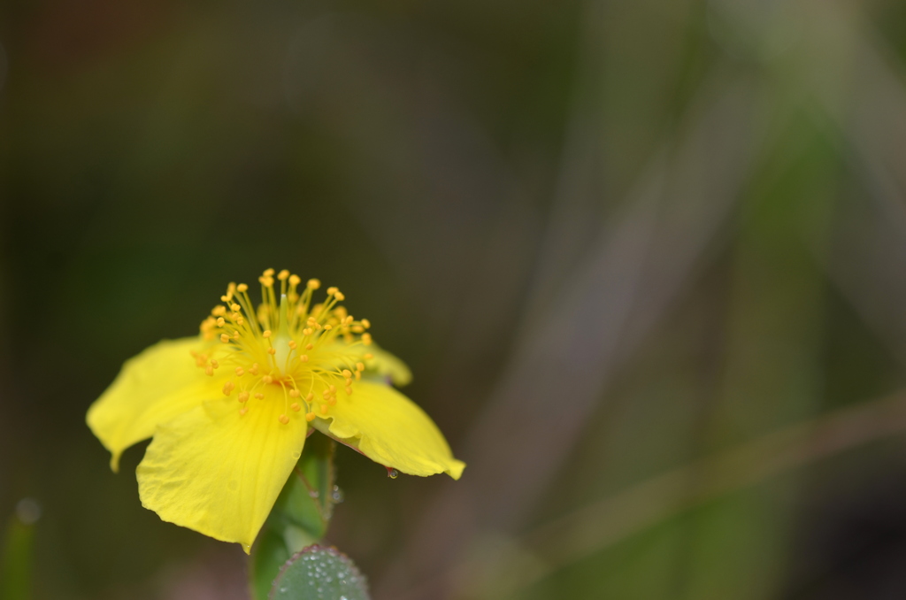 Fourpetal St. John's-Wort 3-8-24