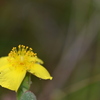 Fourpetal St. John's-Wort 3-8-24