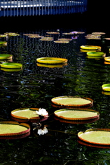The Pond 7-17-25