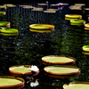 The Pond 7-17-25