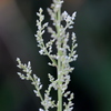 Juba's Bush II 8-20-25