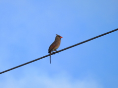Northern Cardinal 2-21-23