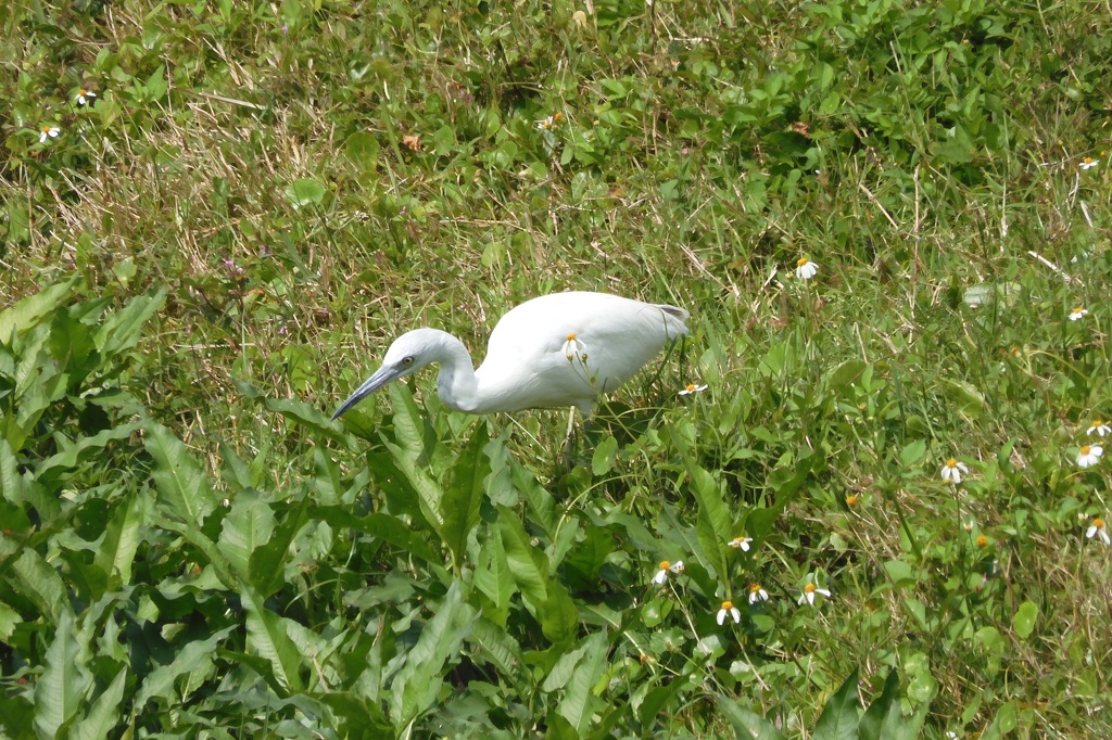 Young Little Blue Heron IV 3-5-24