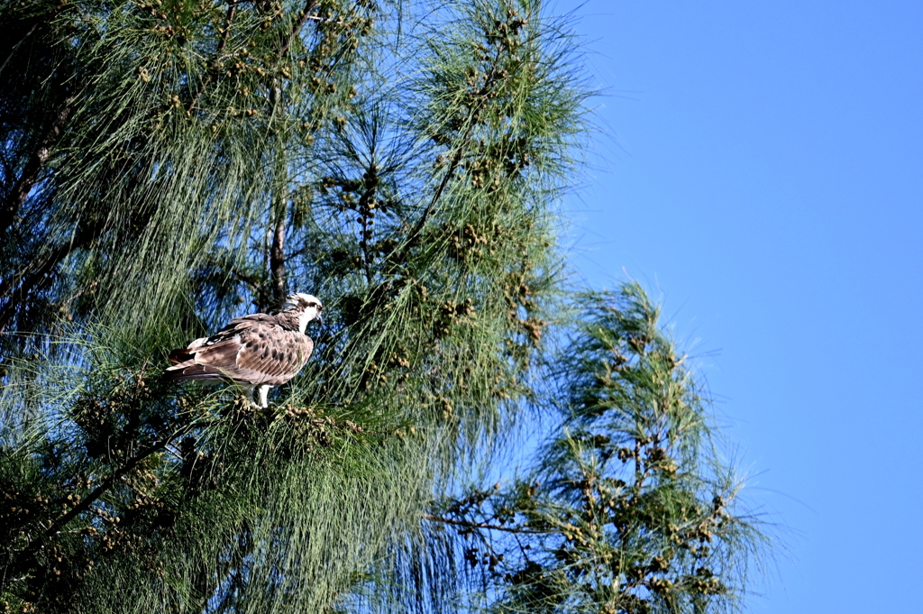 Osprey 2-ii  8-31-24