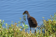 Common Gallinule Chick 6-27-23