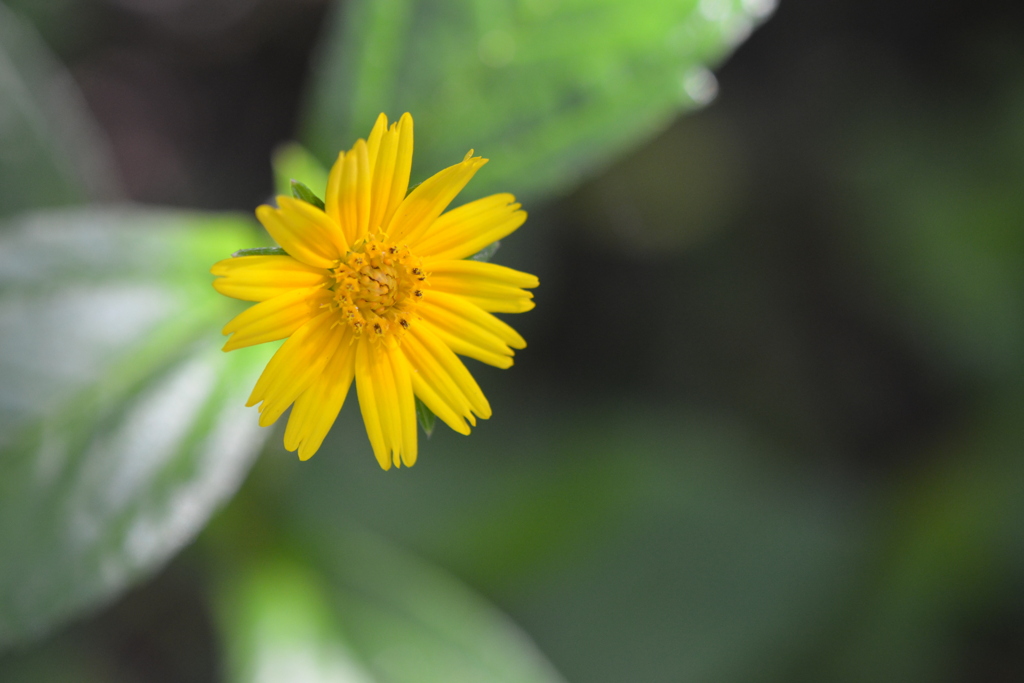 Creeping Oxeye II 7-9-25