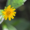Creeping Oxeye II 7-9-25