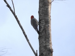 Red-Bellied Woodpecker 1-II 10-22-23