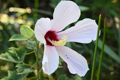 Hibiscus grandiflorus I 7-17-25