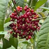 Psychotria tenuifolia 11-28-23