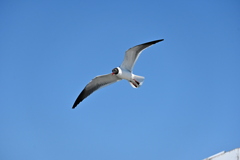 Laughing Gull I 3-26-25