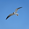 Laughing Gull I 3-26-25