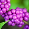 American Beautyberry II 8-20-25