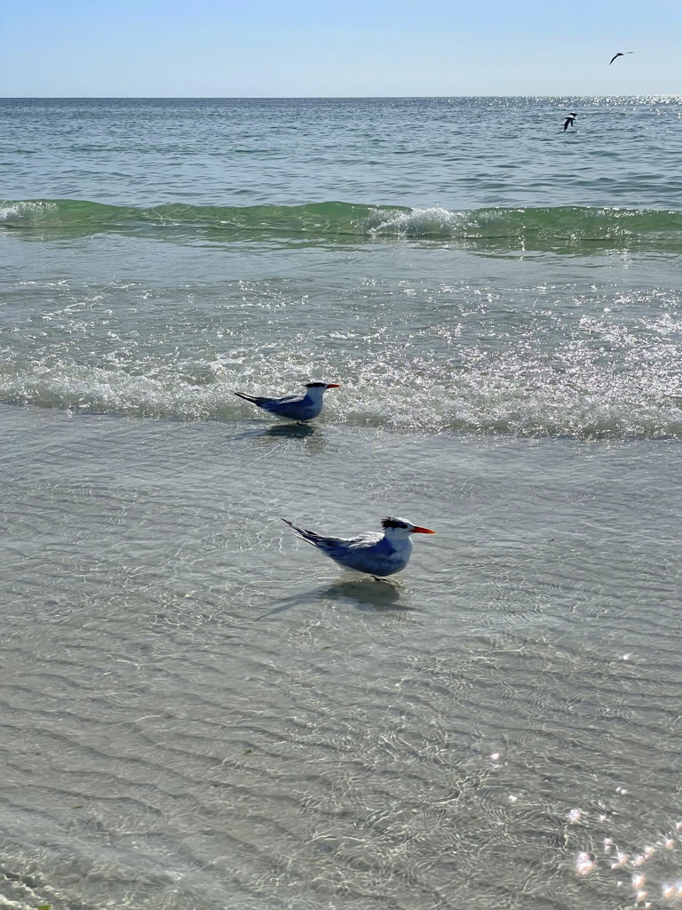 Royal Terns III 11-26-21