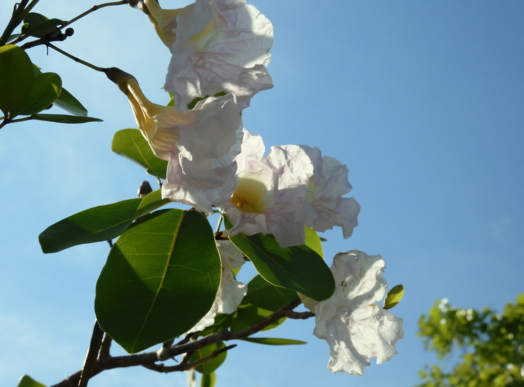 Tabebuia pallida No2-III 5-11-23