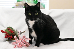 クリスマスツリー片付けてなくて　12-30-25