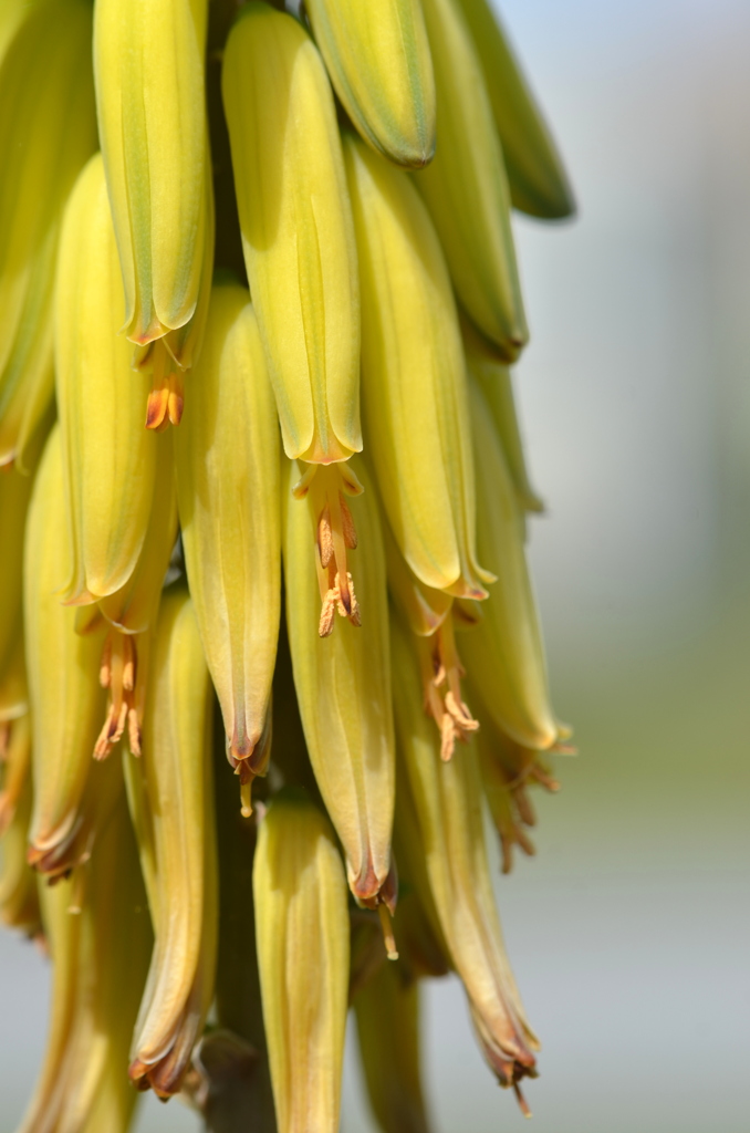 Aloe vera II 3-7-24