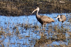 Northern Speckled Limpkins  10-15-25