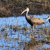 Northern Speckled Limpkins  10-15-25