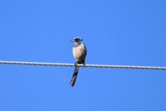 Florida Scrub Jay I 2-14-24