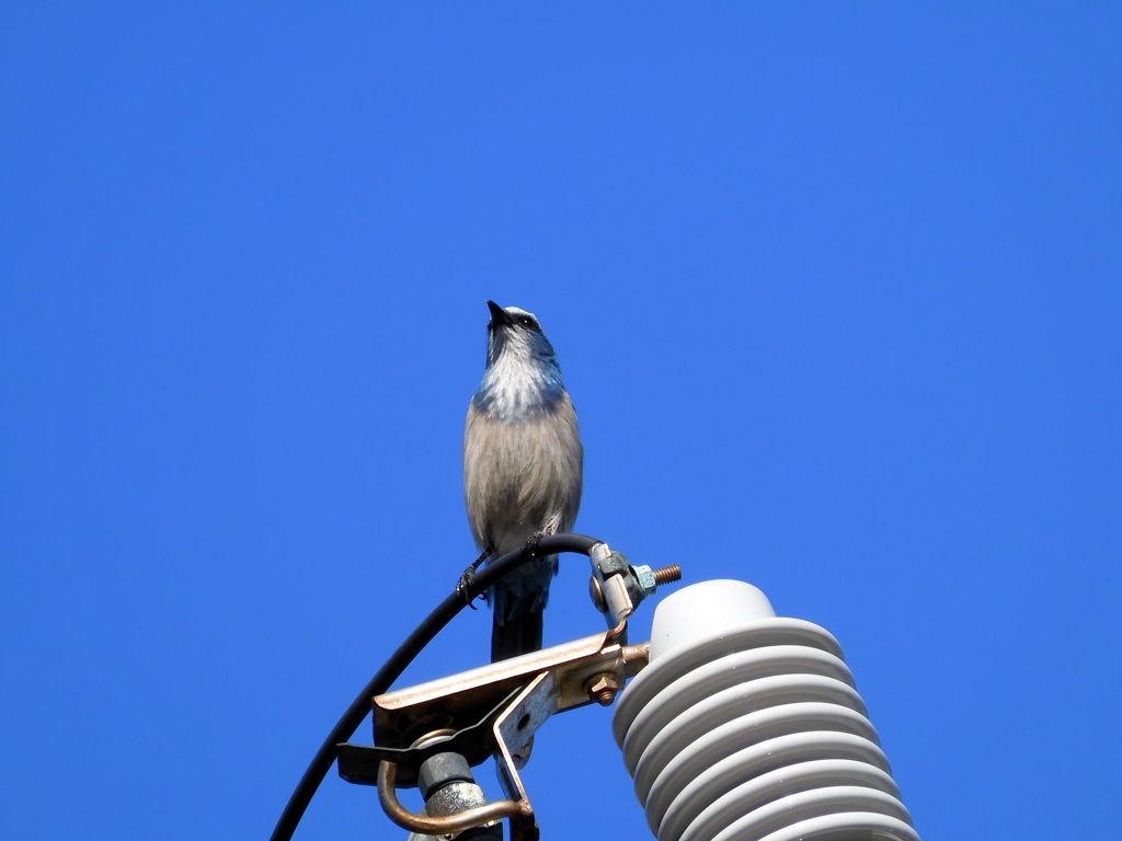 Florida Scrub Jay V 2-27-24