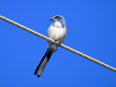 Florida Scrub Jay VII 12-28-23