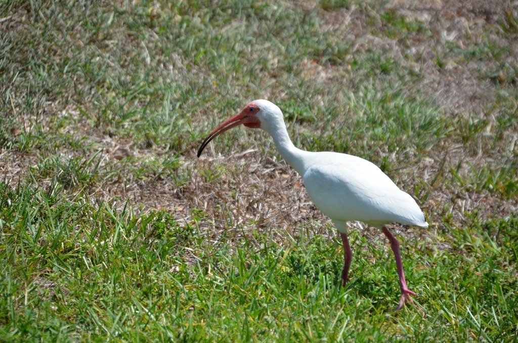 White Ibis II 4-27-23