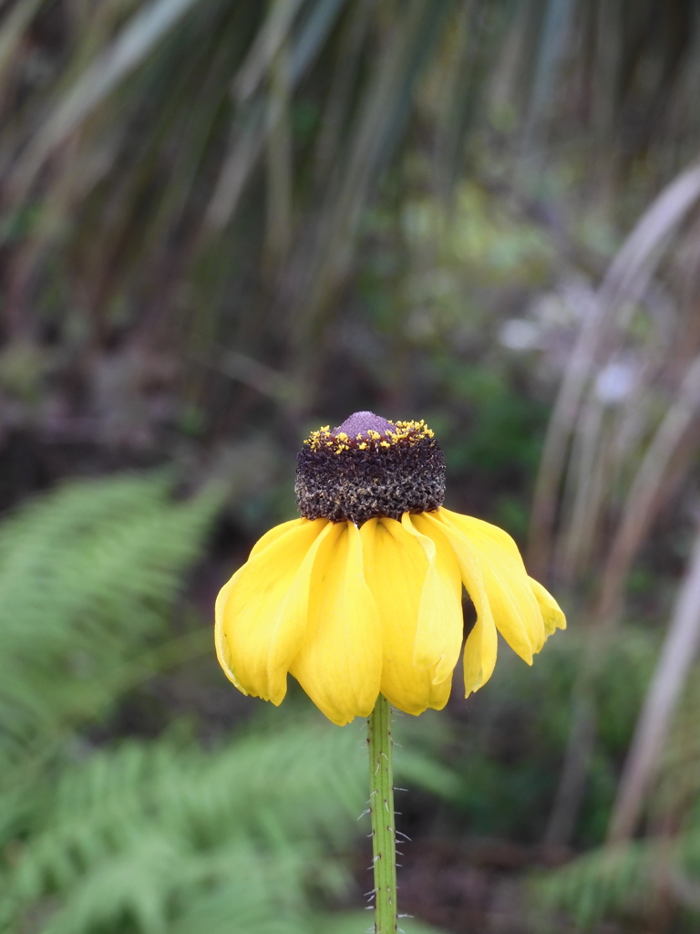 Black-Eyed Susan III 12-22-22