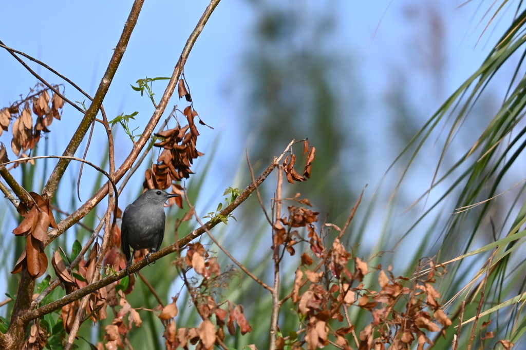 Gray Catbird II 10-27-24