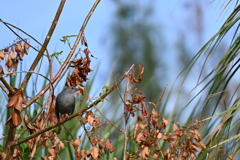 Gray Catbird II 10-27-24