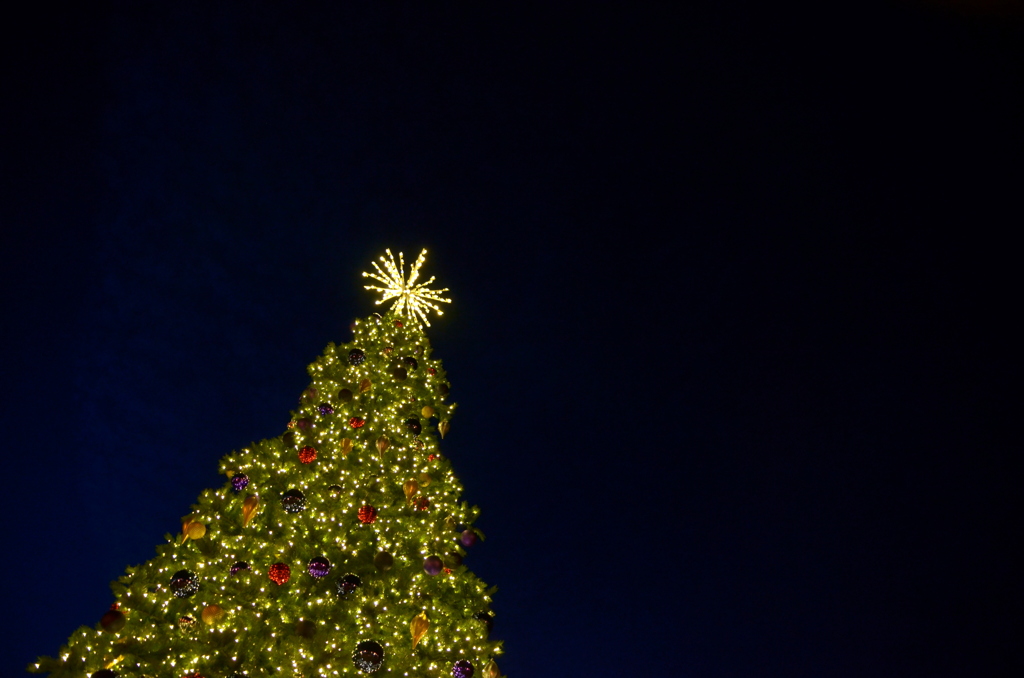 Christmas Tree in Blue Hour 12-7-23