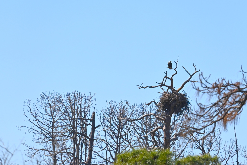 すっごい遠いけど　1-29-26