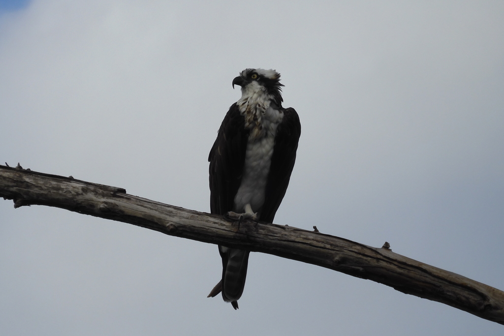 Female Osprey III 10-8-23