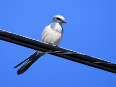 Florida Scrub Jay VI 12-28-23