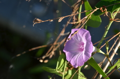 Ipomoea cordatotriloba II 10-15-25