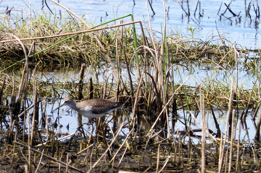 Greater or Lesser Yellowlegs ?  10-15-25