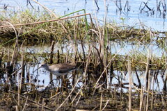 Greater or Lesser Yellowlegs ?  10-15-25