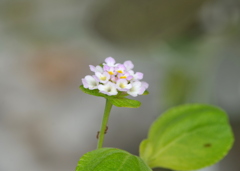 Wild Lantana 6-5-25