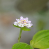 Wild Lantana 6-5-25