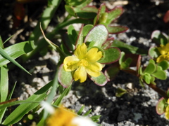 Portulaca oleracea 4-6-23