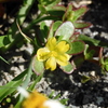 Portulaca oleracea 4-6-23