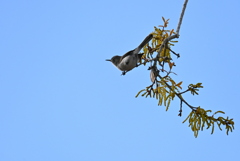 飛んじゃう　2-26-26