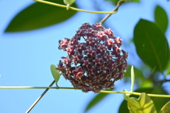 Wax Plant I 7-17-25