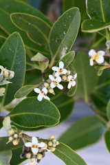 Avicennia germinans 6-26-25