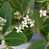 Avicennia germinans 6-26-25